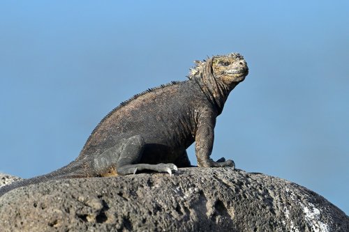 Mosquera island (Galapagos, Equateur) - Iguane de mer sur un rocher (entier de profil)(VO-26-0104)