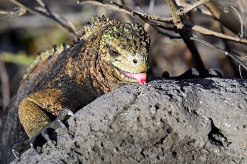 South Plazas (Santa Cruz, Galapagos, Equateur) - Iguane de terre sur un rocher (vu de face langue sortie)(VO-26-0107)