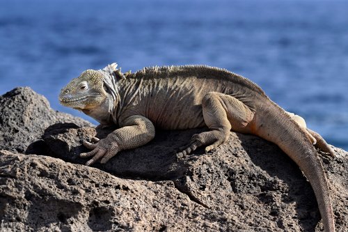 Santa Fe (Galapagos, Equateur) - Iguane de mer sur un rocher (entier de profil)(VO-26-0132)