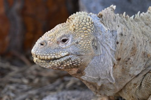 Santa Fe (Galapagos, Equateur) - Iguane de terre (gros plan de profil)(VO-26-0140)