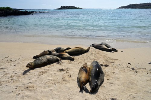 Barrington Bay (Santa Fe, Galapagos, Equateur) - Groupe d'otaries dormant sur la plage avec océan en arrière plan(VO-26-0149)