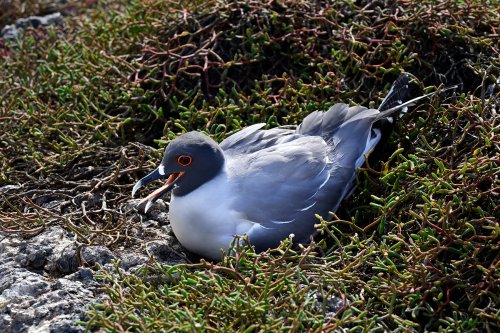 Lobos island (San Cristobal, Galapagos, Equateur) - Mouette à queue d'aronde(VO-26-0175)