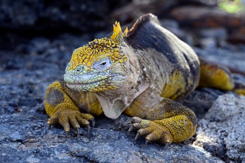 South Plazas (Santa Cruz, Galapagos, Equateur) - Iguane de terre jaune vu de face (dans l'ombre)(VO-26-0185)