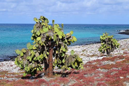 South Plazas (Santa Cruz, Galapagos, Equateur) - Cactus géants et plantes rouges (Galapagos carpetweed) au bord de l'océan(VO-26-0189)