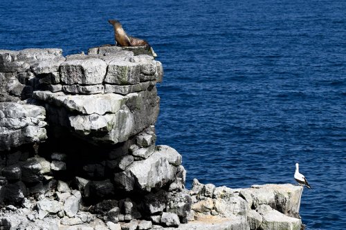 South Plazas (Santa Cruz, Galapagos, Equateur) - Otarie et albatros perchés sur un rocher(VO-26-0215)
