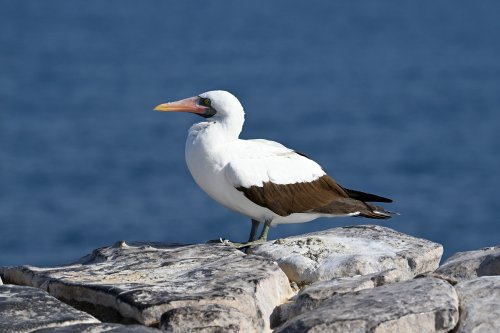 South Plazas (Santa Cruz, Galapagos, Equateur) - Fou de Nazca sur un rocher au bord de l'océan(VO-26-0226)