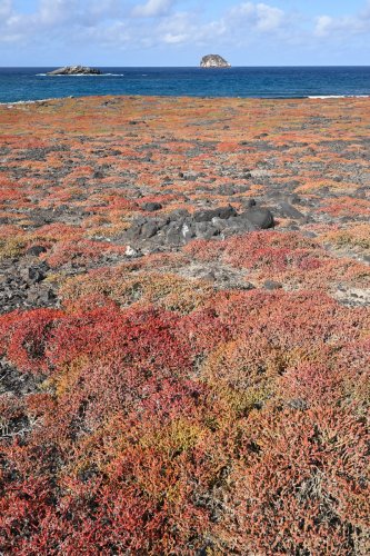 South Plazas (Santa Cruz, Galapagos, Equateur) - Sol recouvert de plantes rouges (Galapagos carpetweed)(VO-26-0239)