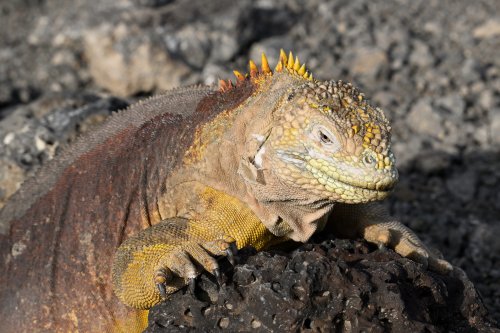 South Plazas (Santa Cruz, Galapagos, Equateur) - Iguane de terre (VO-26-0252)