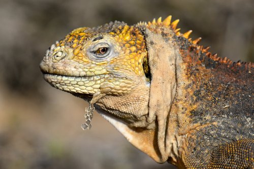 South Plazas (Santa Cruz, Galapagos, Equateur) - Iguane de terre (gros plan de la tête de profil)(VO-26-0256)