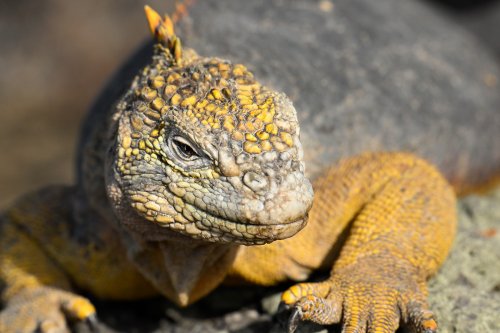 South Plazas (Santa Cruz, Galapagos, Equateur) - Iguane de terre jaune (gros plan de face)(VO-26-0266)