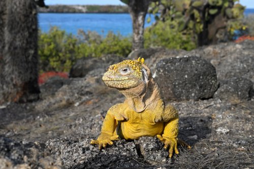 South Plazas (Santa Cruz, Galapagos, Equateur) - Iguane de terre  jaune ave cactus et océan en arrière plan(VO-26-0269)