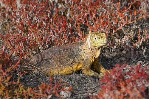 South Plazas (Santa Cruz, Galapagos, Equateur) - Iguane de terre jaune au milieu de plantes rouges(VO-26-0282)