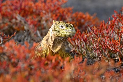 South Plazas (Santa Cruz, Galapagos, Equateur) - Iguane de terre jaune avec tête dépassant de plantes rouges (portrait)(VO-26-0285)