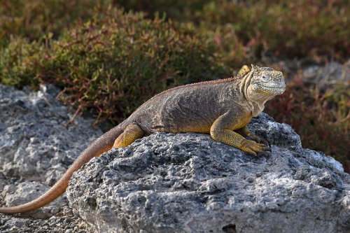 South Plazas (Santa Cruz, Galapagos, Equateur) - Iguane de terre  sur un rocher(VO-26-0290)