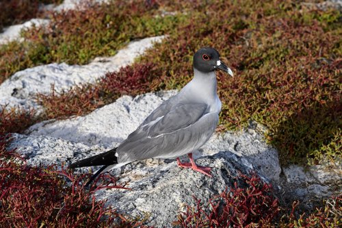 Lobos island (San Cristobal, Galapagos, Equateur) - Mouette à queue d'aronde(VO-26-0293)