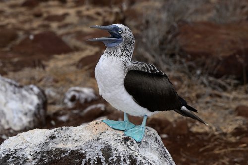 Lobos island (San Cristobal, Galapagos, Equateur) - Fou aux pieds bleus(VO-26-0308)