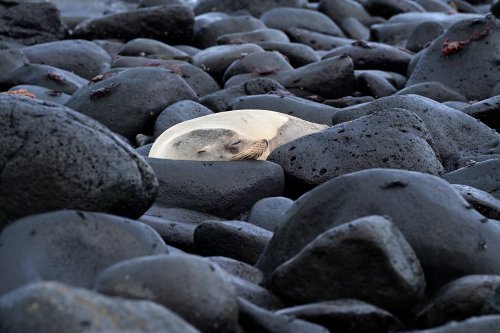 Mosquera island (Galapagos, Equateur) - Otarie dormant sur des rochers de basalte(VO-26-0323)