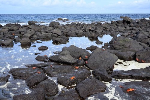 Mosquera island (Galapagos, Equateur) - Crabes rouge sur basaltes noirs au bord de l'océan(VO-26-0362)