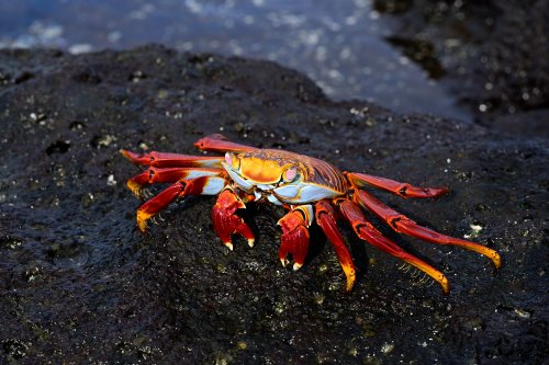Mosquera island (Galapagos, Equateur) - Crabe rouge sur rochers de basalte noirs(VO-26-0381)
