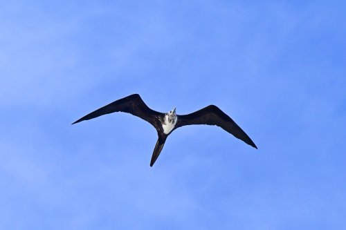 Lobos island (San Cristobal, Galapagos, Equateur) - Frégate femelle en vol(VO-26-0396)
