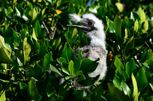 Genovesa island (Galapagos, Equateur) - Frégate juvénile dans un arbre(VO-26-0414)