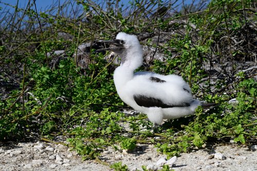 Genovesa island (Galapagos, Equateur) - Frégate juvénile(VO-26-0417)