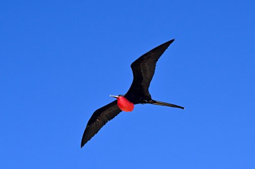 Genovesa island (Galapagos, Equateur) - Frégate mâle au goitre rouge en vol (VO-26-0422)