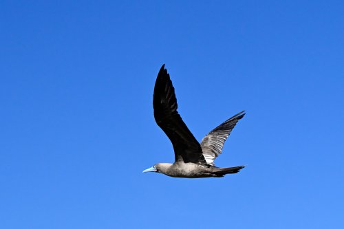 Lobos island (San Cristobal, Galapagos, Equateur) - Fou à pattes rouges(VO-26-0424)