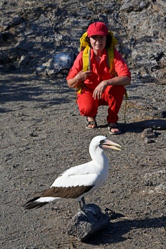 Genovesa island (Galapagos, Equateur) - Fou de Nazca (personnage juste derrière le regardant)(VO-26-0444)