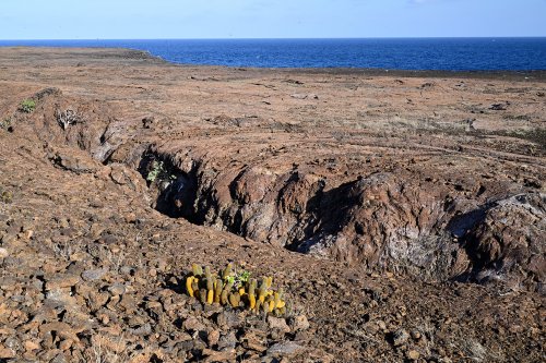 Genovesa Island (Galapagos, Equateur) - Plateau basaltique avec canyon au premier plan(VO-26-0473)