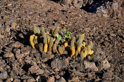 Genovesa Island (Galapagos, Equateur) - Cactus endémiques (Brachycereus)(VO-26-0478)