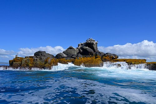 Roca Union (Isabela, Galapagos, Equateur) -  Petit ïlot de lave avec oiseaux(VO-26-0485)