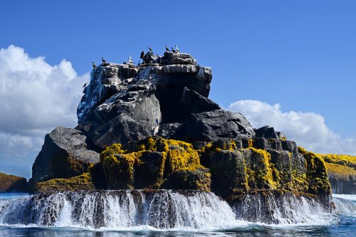 Roca Union (Isabela, Galapagos, Equateur) -  Petit ïlot de lave où nichent des fous de Nazca(VO-26-0490)