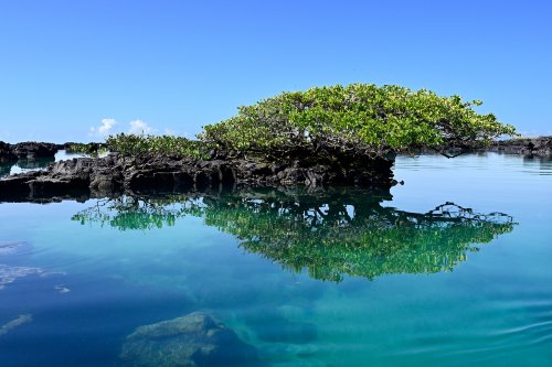 Los Tuneles (Isabela, Galapagos, Equateur) - Palétuvier sur basalte se reflétant dans l'eau (VO-26-0505)