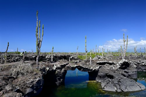 Los Tuneles (Isabela, Galapagos, Equateur) - Petite arche de basalte au dessus de l'eau  et cactus candélabres(VO-26-0520)