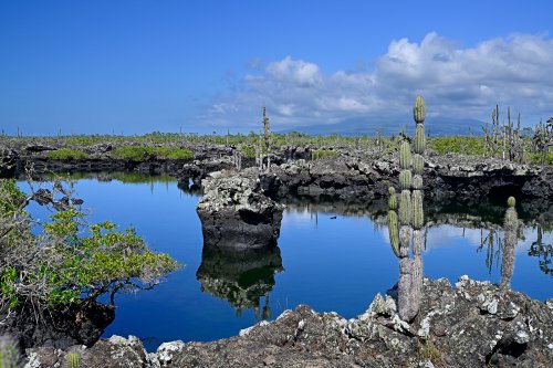 Los Tuneles (Isabela, Galapagos, Equateur) - Chicots de basalte et cactus candélabres au bord de l'eau (volcan Sierra Negra en fond)(VO-26-0533)