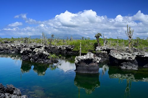 Los Tuneles (Isabela, Galapagos, Equateur) - Chicots de basalte et cactus candélabres au bord de l'eau (volcan Sierra Negra en fond)(VO-26-0538)