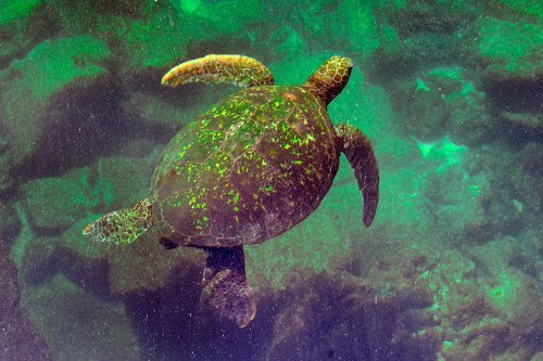 Los Tuneles (Isabela, Galapagos, Equateur) - Tortue de mer dans des eaux peu profondes(VO-26-0542)