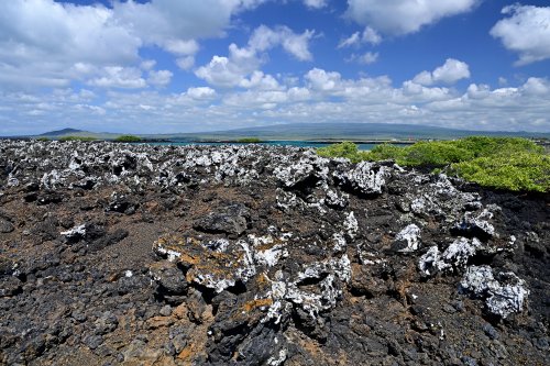Las Tintoreras (Isabela, Galapagos, Equateur) - Champ de lave déchiquetée (AA) avec lichen blancs, volcan Sierra Negra en fond(VO-26-0544)