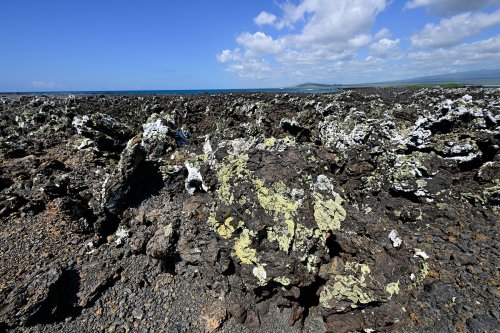 Las Tintoreras (Isabela, Galapagos, Equateur) - Champ de lave déchiquetée (AA) avec lichen blancs et jaunes(VO-26-0552)