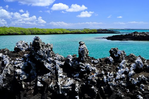 Las Tintoreras (Isabela, Galapagos, Equateur) - Lave déchiquetée en premier plan  et océan aux eaux turquoises (VO-26-0561)