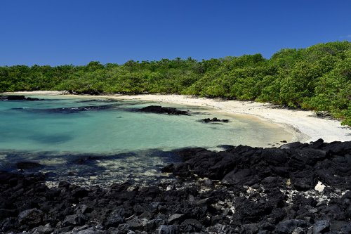 Las Tintoreras (Isabela, Galapagos, Equateur) - Petite plage bordée de mangrove et de laves déchiquetées(VO-26-0570)