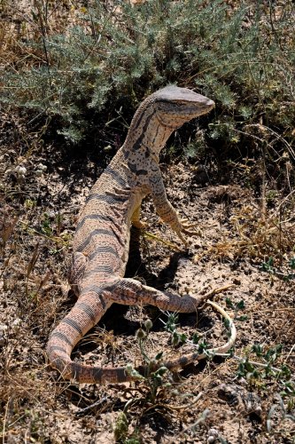 Région du Köytendag (Turkménistan) - Varan du désert (Varanus Griseus).(VO-26-0967)
