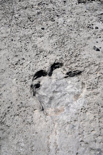 Région du Köytendag (Turkménistan) -  Plateau des Dinosaures : empreinte de dinosaure sur le sol(VO-26-1014)