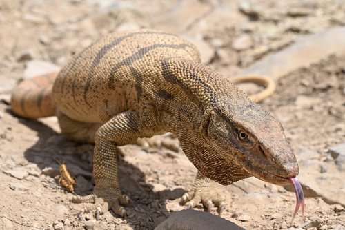 Région du Köytendag (Turkménistan) - Varan du désert (Varanus Griseus).(VO-26-1162)