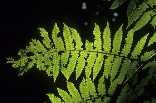 Ile de la Réunion(Voy-13506)