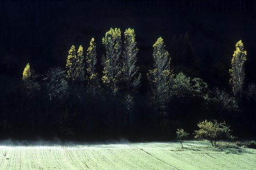 Peupliers dans la vallée de la Jonte (Lozère)(M 2406)