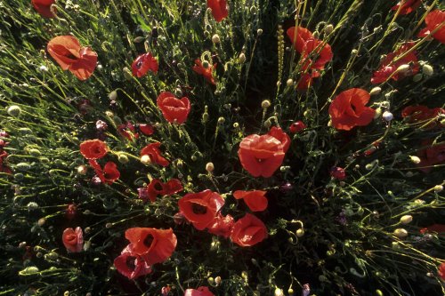 Coquelicots (Montpellier)(D 2456)