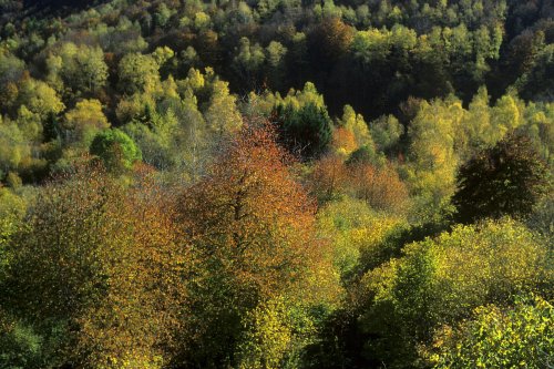 Haute valle de l'Aude (Mijanès)(M 2917)