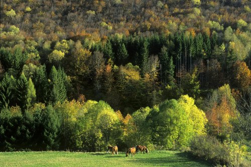 Haute vallée de l'Aude (Mijanès)(D 2926)